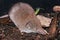 Closeup on an adult and grey hairy Greater white-toothed shrew , Crcodura russula