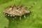 Closeup on an adult of the grey mottled shieldbug, Rhaphigaster nebulosa on a green leaf