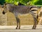 Closeup of a adult hartmann`s mountain zebra, Vulnerable tropical horse specie from Namibia and angola in Africa