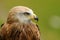 Closeup of an adult kite