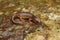 Closeup of an adult male Ensatina salamander over a wet rock background