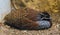 Closeup of adult male madagascan partridge, small pheasant from the moist forests of madagascar