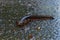 Closeup on a adult  male roughskinned newt, Taricha granulosa crossing the road