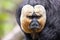 Closeup of an adult male white-faced saki. Indigenous to the Amazon rainforest and South America. Foliage background with space