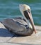 Closeup of an adult North American brown pelican resting on its webbed feet in the bright sun.