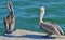 Closeup of an adult North American brown pelican standing with a younger bird on the edge of a dock.