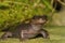 Closeup on an adult Nortwestern salamander, Ambystoma gracile sitting