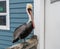 Closeup of an adult Pacific brown pelican in Oceanside, Southern California