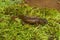 Closeup on an an adult, rare, endemic Californian Limestone salamander, Hydromantes brunus