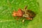 Closeup on an adult scentless Rhopalid plant bug, Rhopalus subrufus in the garden