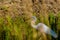 Closeup of adult snowy white egret hunting for food