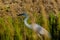 Closeup of adult snowy white egret hunting for food