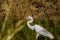 Closeup of adult snowy white egret hunting for food