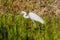 Closeup of adult snowy white egret hunting for food