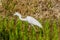 Closeup of adult snowy white egret hunting for food