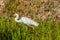 Closeup of adult snowy white egret hunting for food