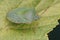 Closeup on an adult Southern green shieldbug, Nezara virudula on a leaf in the garden