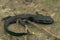 Closeup on an adult thin and starved black Chinese warty newt, Paramesotriton chinensis found in the pet-trade