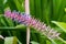 Closeup of Aechmea gamosepala, bromeliad flower in pink purple e