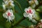 Closeup of Aesculus hippocastanum flowers, Horse Chestnut