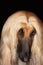 Closeup Of Afghan Hound