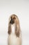 Closeup Of Afghan Hound