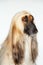 Closeup Of Afghan Hound