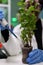 Closeup of african american biologist researcher dropping liquid in sapling