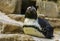 Closeup of a african black footed penguin sitting on a rock, tropical semi aquatic bird from the coast of Africa, Endangered