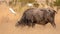 Closeup of an African cape buffalo with little egrets on it , Africa