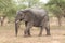 Closeup of African Elephant