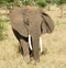 Closeup of African Elephant