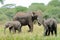 Closeup of African Elephant family