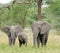 Closeup of African Elephant family