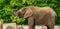 Closeup of a African elephant playing with some grass and putting it on its back, Vulnerable animal specie from Africa