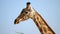 Closeup of african giraffe