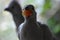 Closeup of an African Grey Lorie Go Away Bird eating a red tomato in South Africa