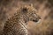 Closeup of African leopard