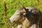 Closeup of African Nguni bull