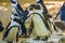 Closeup of a african penguin with its colony in the background, flightless birds from Africa, Endangered animal specie