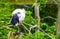 Closeup of a african sacred ibis sitting in a tree, tropical bird specie from Africa