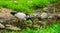 Closeup of a African sacred ibis standing in a small river stream, tropical bird specie from Africa