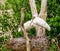 Closeup of a african spoonbill bird couple standing in their nest during bird breeding season, tropical wading bird from Africa