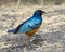 Closeup African Starling walking on the ground