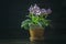 Closeup African Violet or Saintpaulia. Mini Potted plant. A dark background