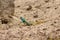 Closeup of Agama lizard