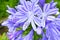 Closeup agapanthus flowers white blue