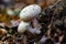 Closeup of Agaricus arvensis, commonly known as the horse mushrooms.