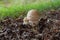 Closeup of Agaricus mushrooms surrounded by branches and grass with a blurry background