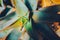 Closeup agave cactus